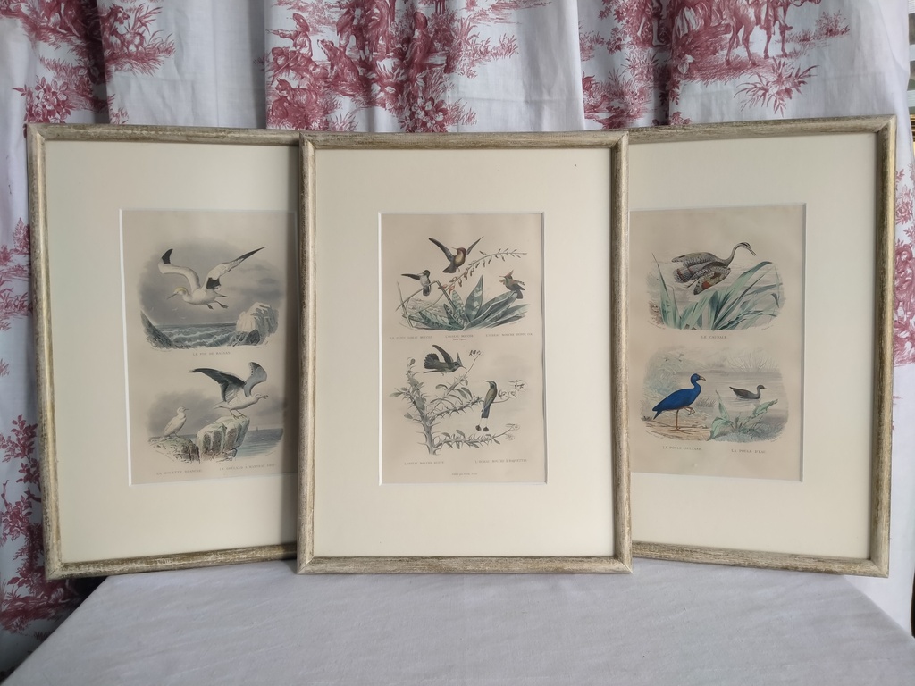 Ensemble de trois gravures animalières, différents oiseaux 