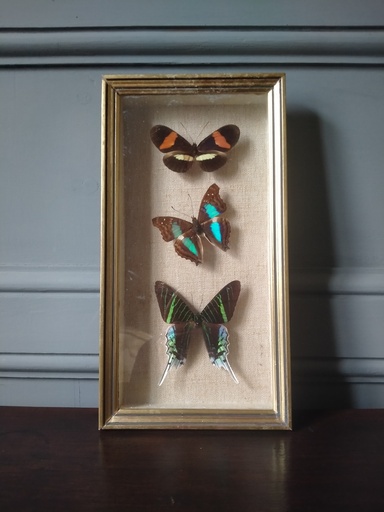 [24025] Cadre papillons naturalisés (3 spécimens) 