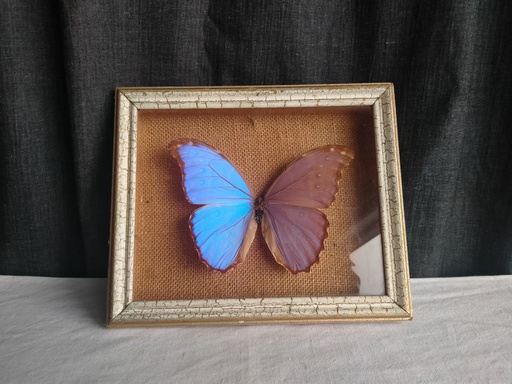 [24021] Cadre papillon (Morpho Didius)