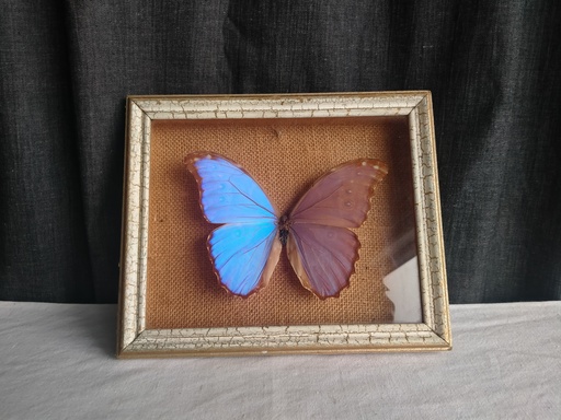 [24021] Cadre papillon naturalisé (Morpho Didius)