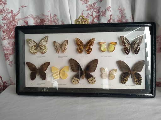 [24032] Cadre de papillons naturalisés (10 spécimens d'Asie du Sud et Est)